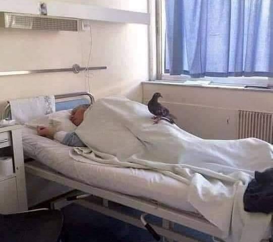 Anziano solo, in ospedale riceve una visita speciale: un piccione cui dava da mangiare