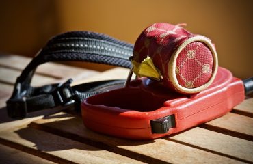 guinzaglio-cani-cane