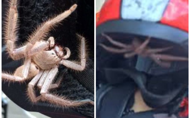 Nel casco il ragno più grande del mondo: l’avventura di un motociclista australiano