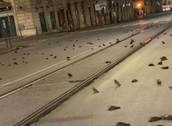 Strage di uccelli a Roma: centinaia di cadaveri per strada, morti a causa dei botti