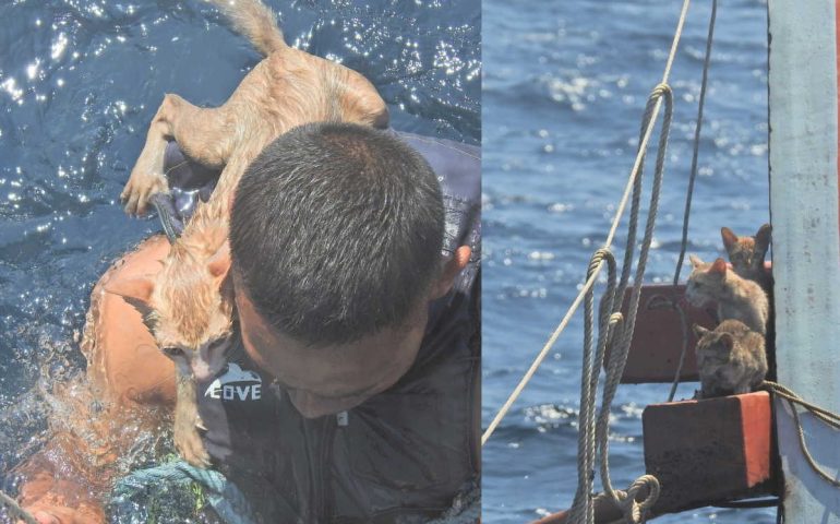 Thailandia: marinaio salva 4 gattini intrappolati in un peschereccio che stava affondando