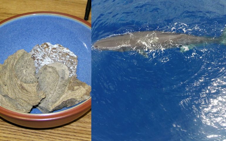 ambra-grigia-balena