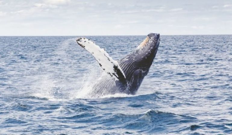 Inghiottito da una balena, un colpo di tosse e il pescatore viene risputato fuori: un minuto di puro terrore