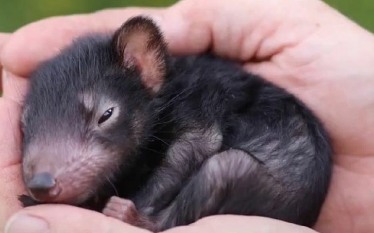 Australia, per la prima volta dopo 3mila anni nascono 7 cuccioli di diavolo della Tasmania