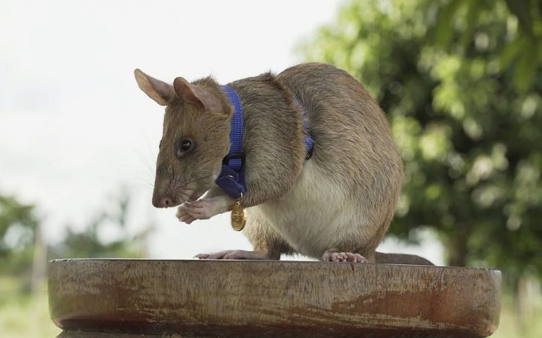In pensione il topo “fiuta-mine”: ha permesso di liberare dagli ordigni 225mila metri quadrati di territorio