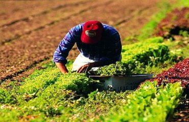 operaio-agricolo-campi