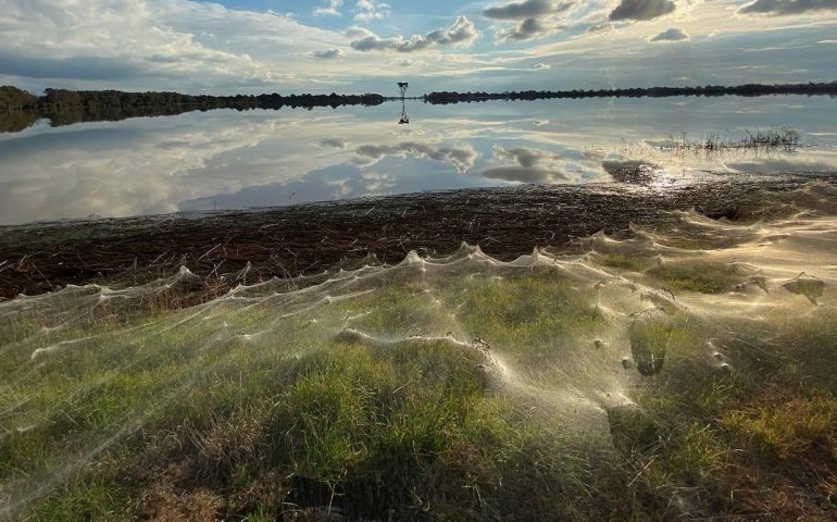 Chilometri di ragnatele in Australia ricoprono ogni cosa: ma c’è un motivo e si chiama “ballooning”