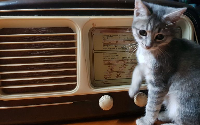 “Festa clandestina?”: arriva la polizia, ma trovano un gatto che ascolta musica a tutto volume
