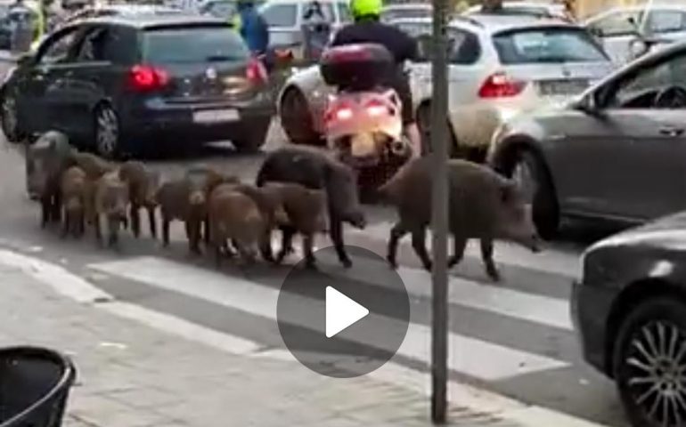 Un branco di cinghiali a “spasso” in mezzo al traffico di Roma