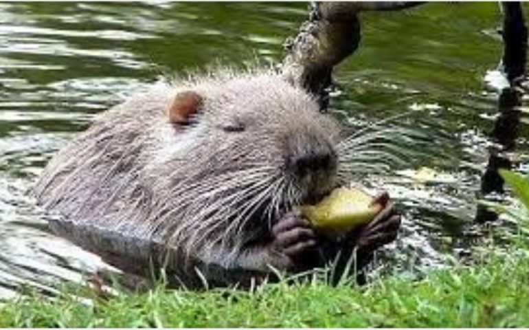 Italia, carne di nutria nel freezer di un bar: denunciato per commercio di sostanze alimentari nocive