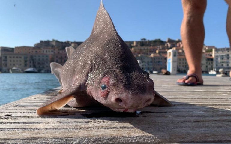 Rinvenuto nel Mediterraneo un raro “pesce porco”: lo squalo che grugnisce