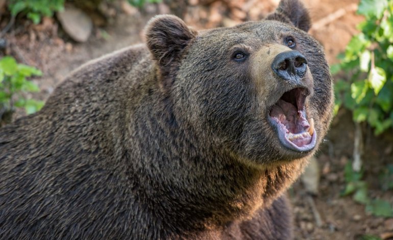 S’agatat un’ursu in su corridòriu de domo e si sarbat brinchende dae sa ventana