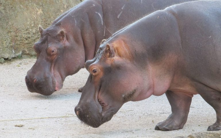 Belgio, mamma e figlia ippopotamo positive al Covid: prima volta per questa specie