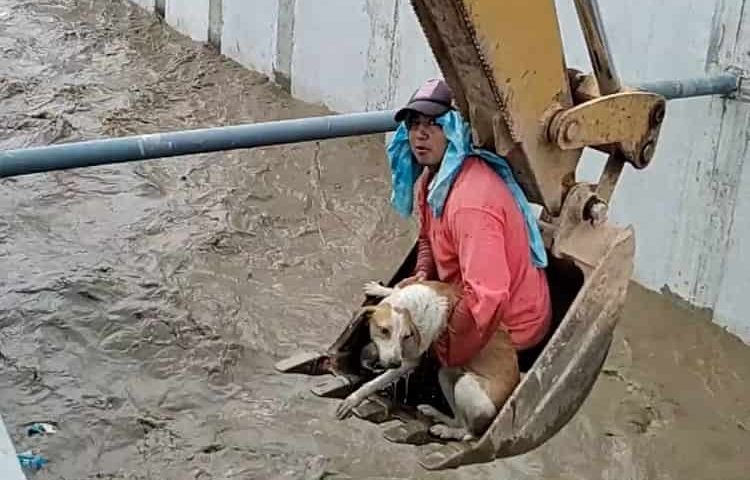 Un cane rischia di annegare in un fiume: gli operai con l’escavatore fanno di tutto per salvarlo