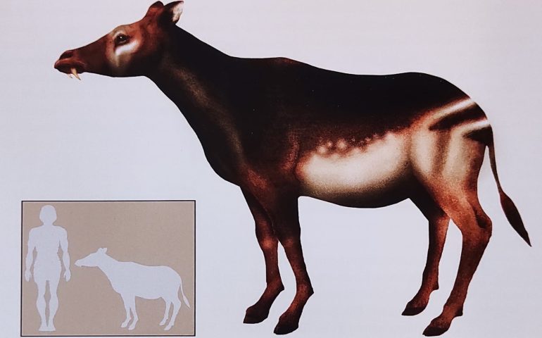 In Sardigna biviat una girafa nana, su “Sardomeryx oschiriensis”. Cando? Depemus torrare a palas de 18 milliones de annos