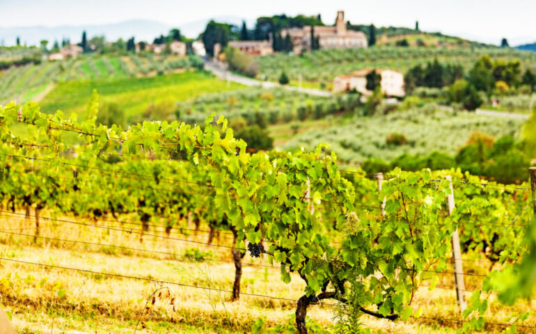 Lo sapevate? L’Italia è il Paese con più vitigni autoctoni. Sono quasi la metà quelli presenti in tutto il mondo