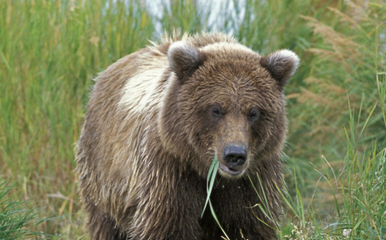 Trentino, l’orsa Jj4 non verrà più uccisa. La decisione del Tar dopo battaglia della Lav