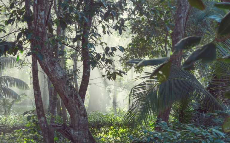 Colombia, quattro bambini sopravvivono per 15 giorni nella giungla dopo lo schianto del loro aereo