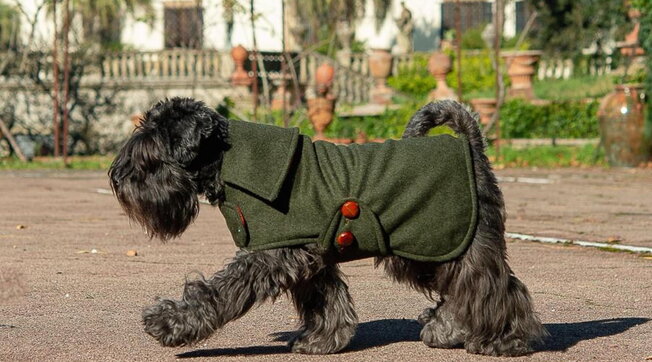 cane pitti uomo