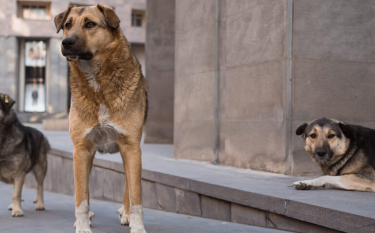 Cane randagio salva una neonata abbandonata in un sacchetto tra i rifiuti