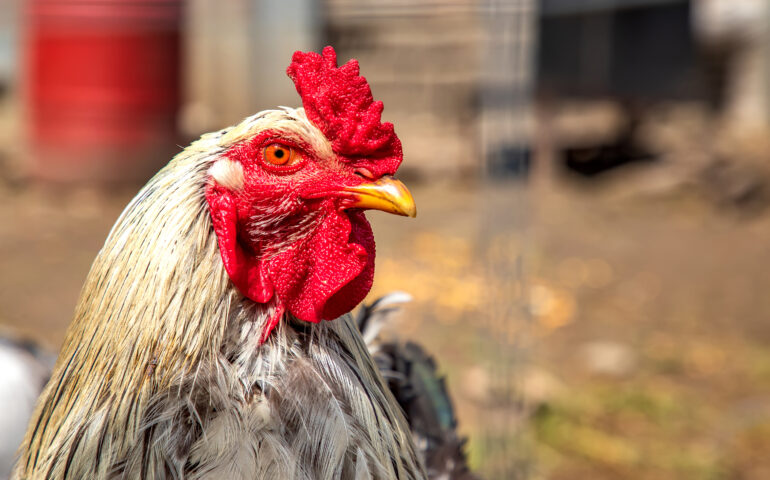 Ogni notte il “chicchirichì” all’alba rovina le notti del quartiere: gallo molesto cacciato dopo l’intervento della Polizia