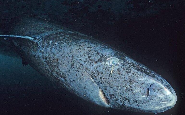 Avvistato lo squalo più vecchio del mondo: è nato nel 1505 e ha più di 500 anni