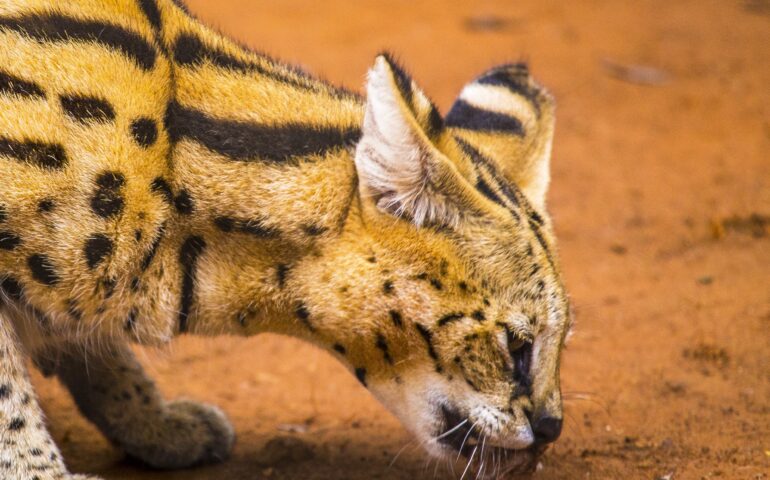Amparu de s’Ocelot: progetu globale pro lu sarbare dae s’estintzione