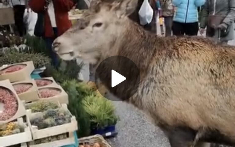 (VIDEO) Cervo va al mercato e fa una scorpacciata di mele: il video natalizio diventa virale