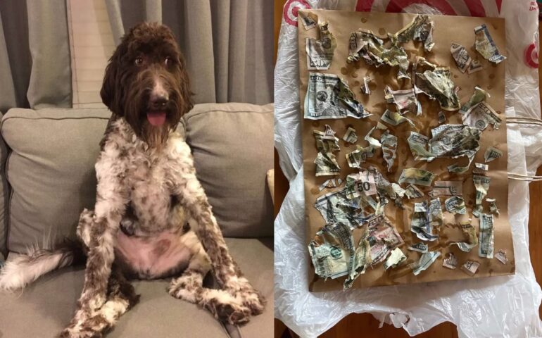 Cane mangia 4mila dollari lasciati sul tavolo dai padroni che si attivano per un recupero disperato