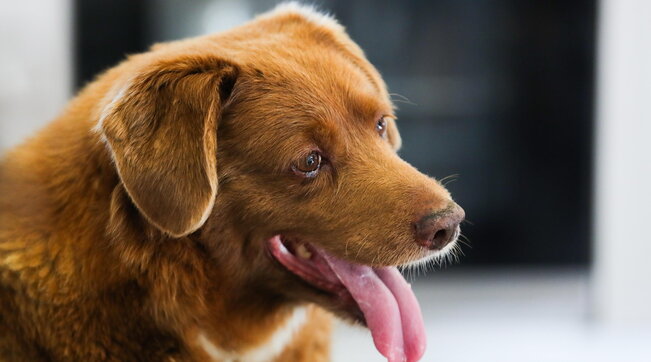 Messa al bando la carne di cane: svolta storica in Sud Corea