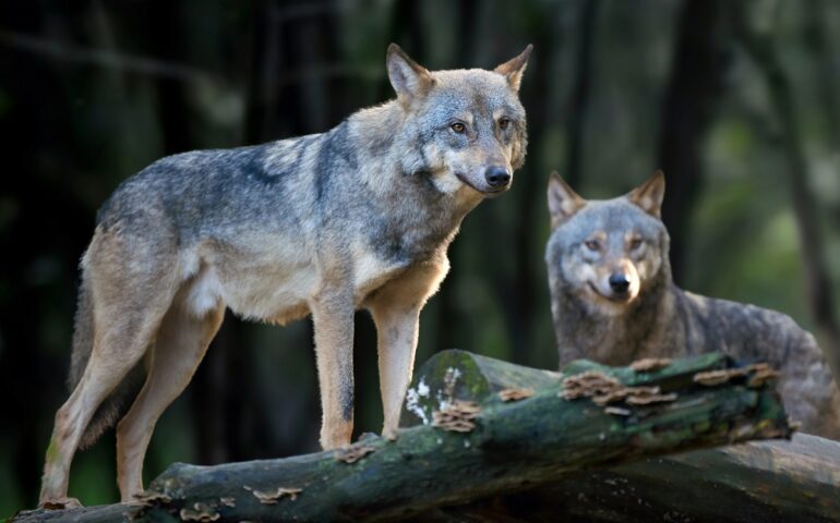 Mutazioni genetiche nei lupi di Chernobyl: sono diventati più resistenti al cancro