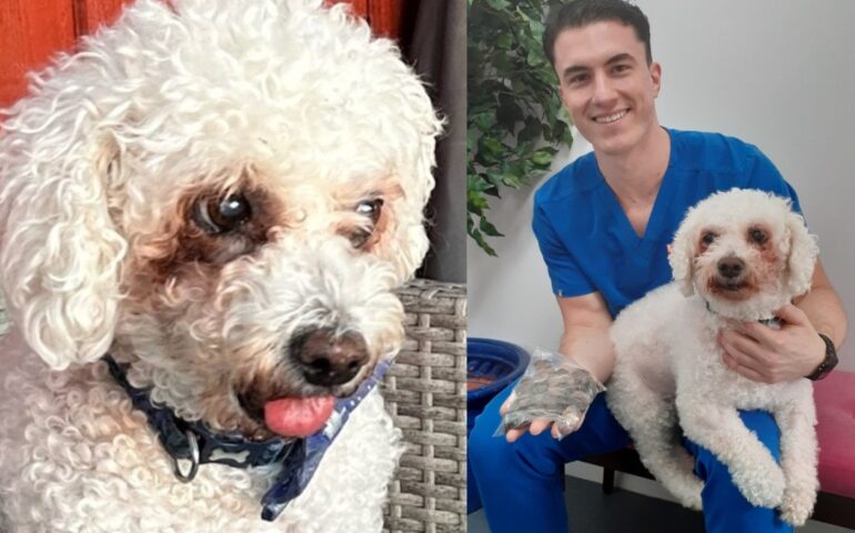 Charlie, il “Cane salvadanaio” che ha ingerito 133 monete: i veterinari lo hanno salvato
