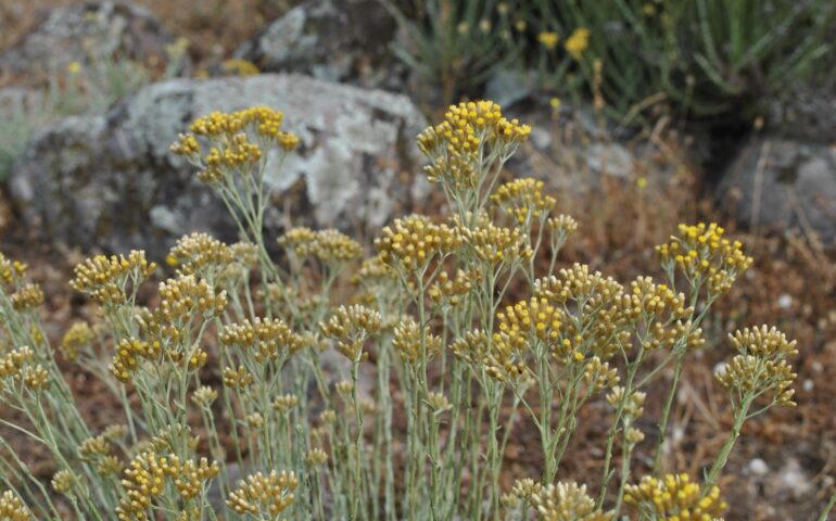 Lo sapevate? Ci sono piante native di Sardegna che si possono far crescere anche nei giardini di casa