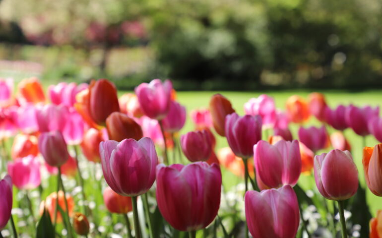 Abberit un’attera orta su “ Giardinu de Lu”:tulipanos po sa cherta cuntra su bugnu