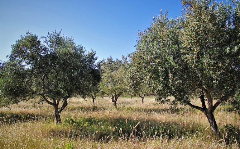 Prantados in su Montiferru 1.500 arbures de ulia gratzia a sa donassione: s’iscrocca torrat a naschere a pustis de sos fogos de su 2021