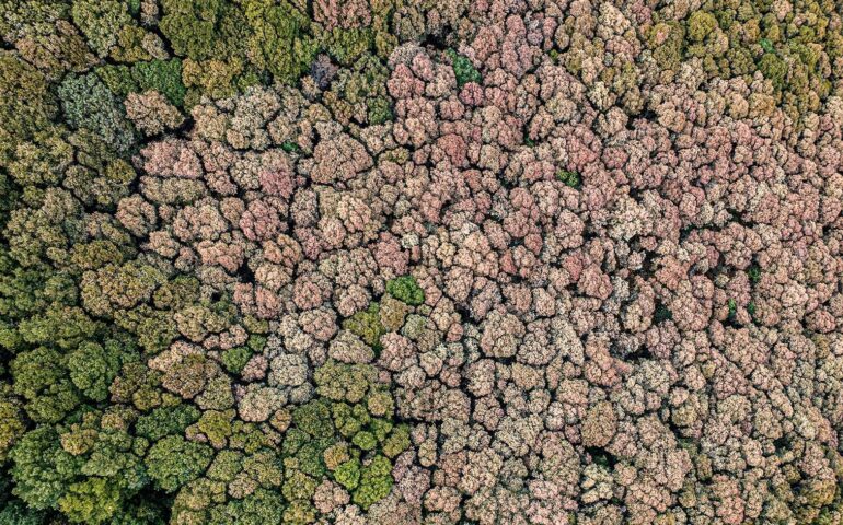 Crisi de s’ambiente in Sardigna: sos buscos sutta de arroccu in mesu de assuttura, corduios e cambiamentos de su tempus