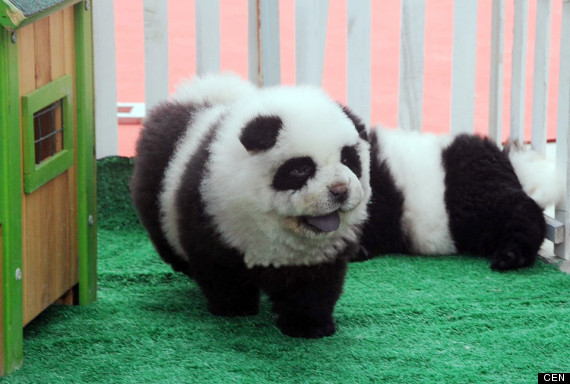 cani panda in cina