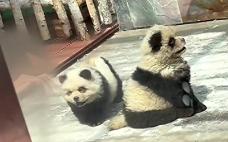 cani panda in cina