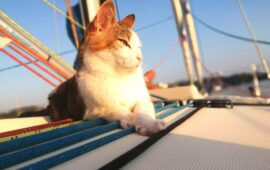 Kekku, la gatta che vive in barca a vela