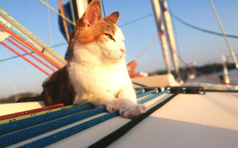 Kekku, la gatta che vive in barca a vela