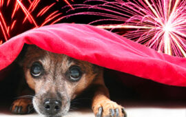 animali impauriti botti di capodanno