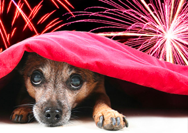 animali impauriti botti di capodanno