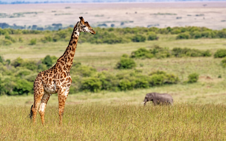 giraffa