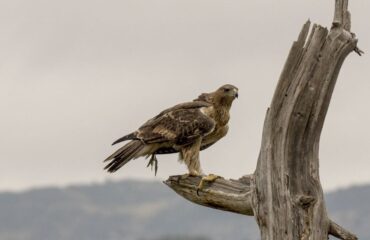 aquila di bonelli
