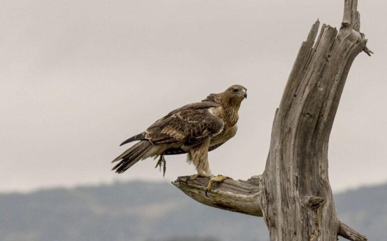 aquila di bonelli