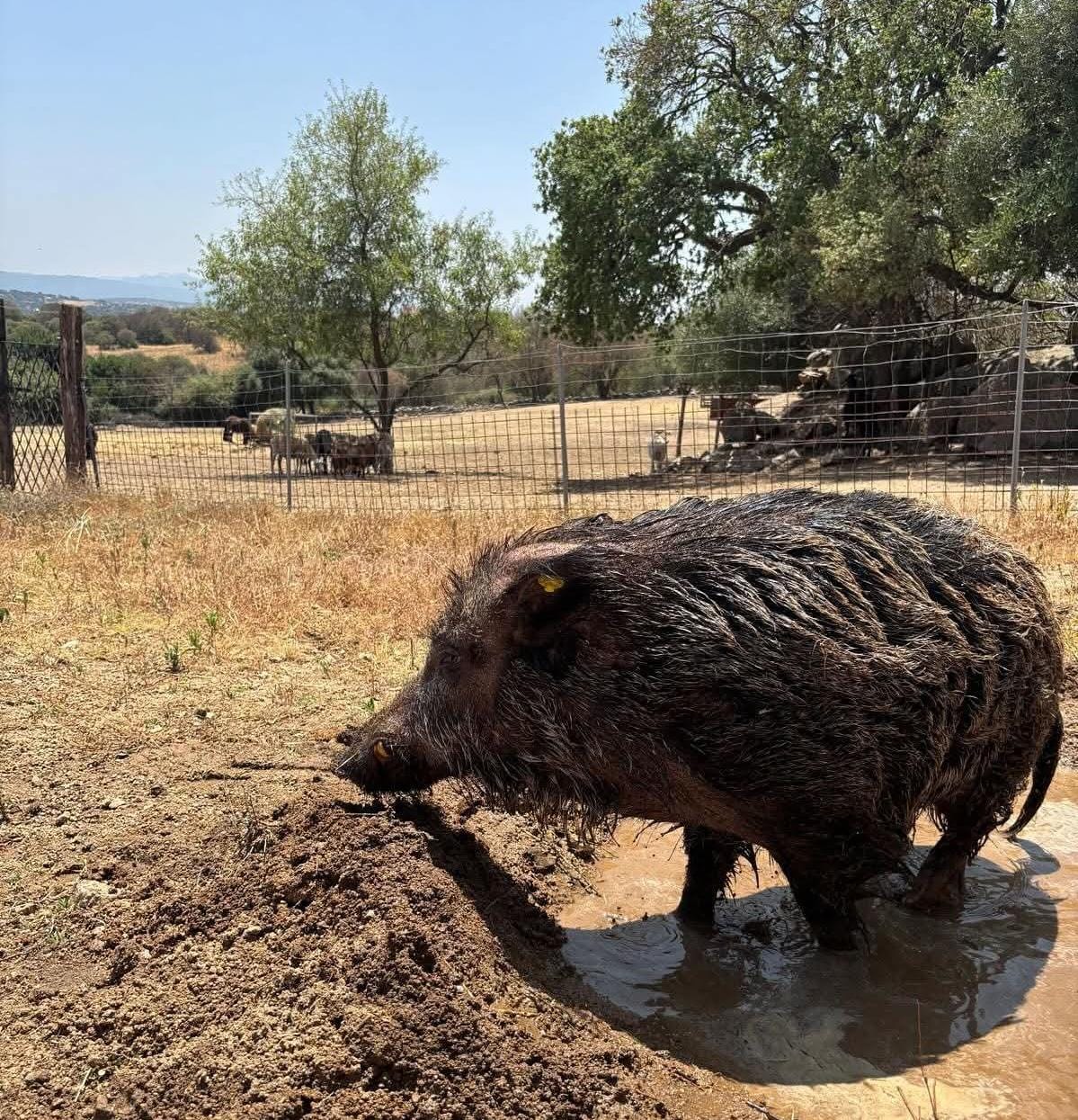 cinghiale