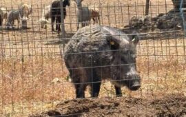 cinghiale