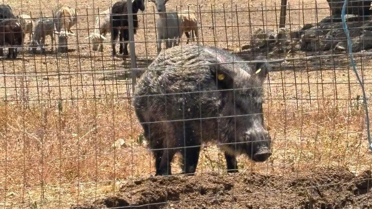 cinghiale