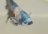 pesce