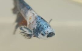pesce